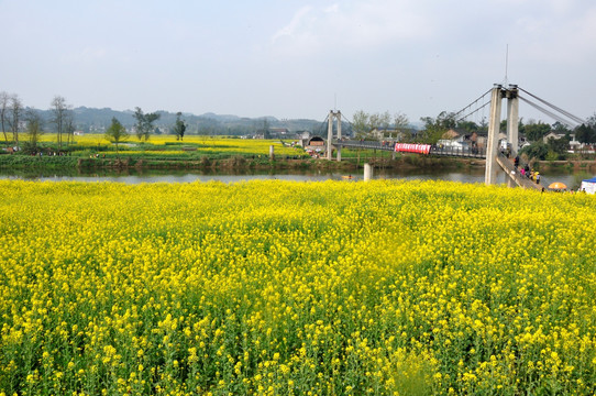 潼南油菜花