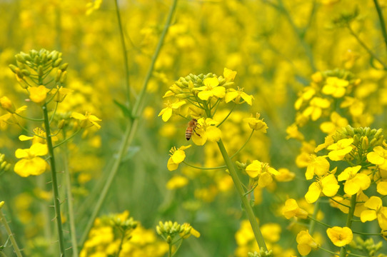 蜜蜂采蜜