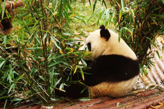 胖乎乎的大熊猫
