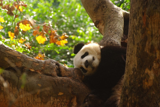 树上打盹的大熊猫