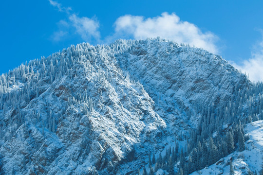 森林  雪景