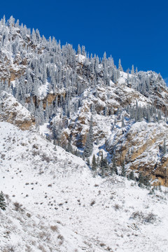 雪景 森林