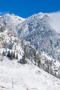 森林 雪景