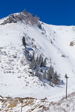 雪景 树林