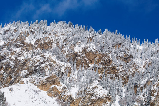 森林 雪景