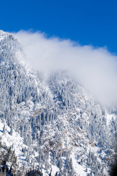 森林 雪景