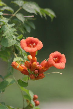 凌霄花