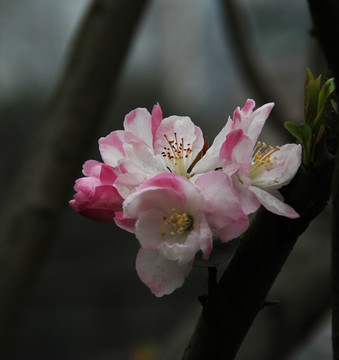 海棠花