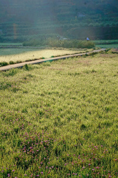 草地 野花