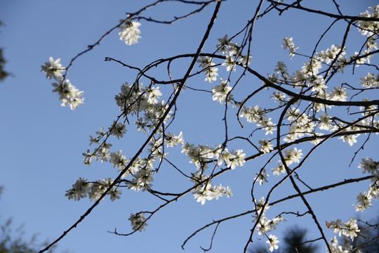 梅花树 梅花 公园梅花树