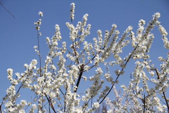 梅花树 梅花 公园梅花树