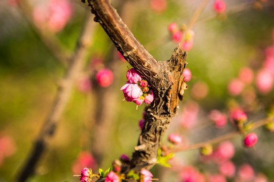 春花烂漫