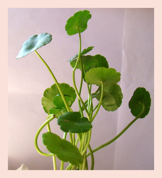 铜钱草