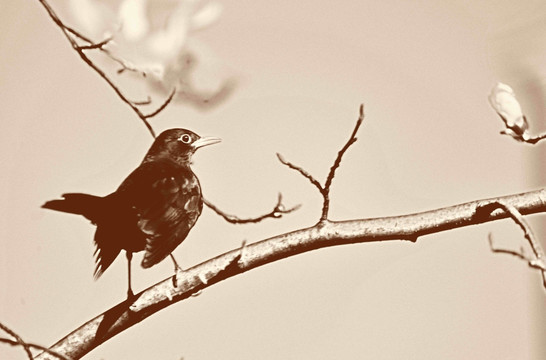 老照片风格的小鸟与树枝