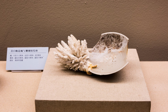 青白瓷碗与珊瑚胶结块