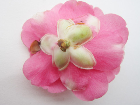 花卉 山茶花