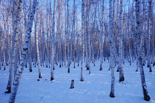 雪野白桦林