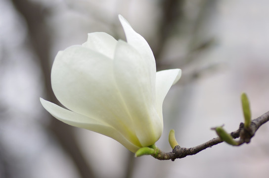 一朵绽放的白玉兰花