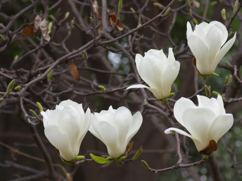 五朵绽放的白玉兰花