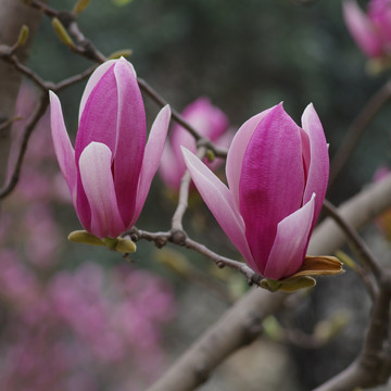 两朵紫色玉兰花