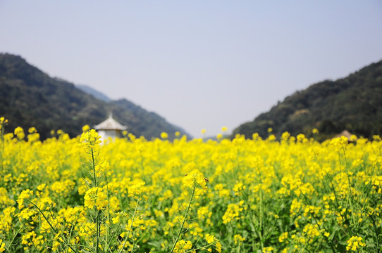 一望无际的油菜花