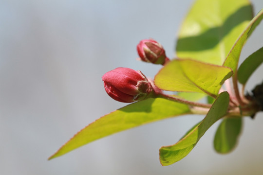 花蕾