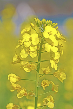 油菜花