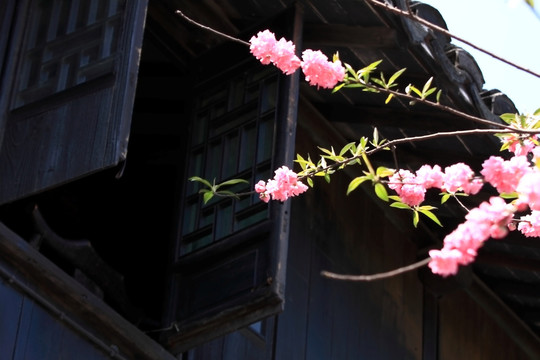 桃花 花枝 花朵 上海 朱家角