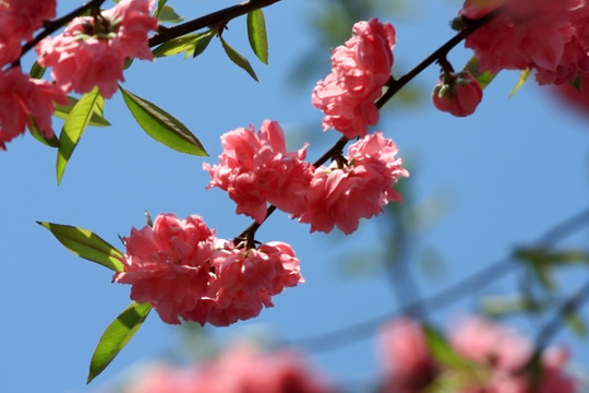 桃花 花枝 花朵 上海 朱家角