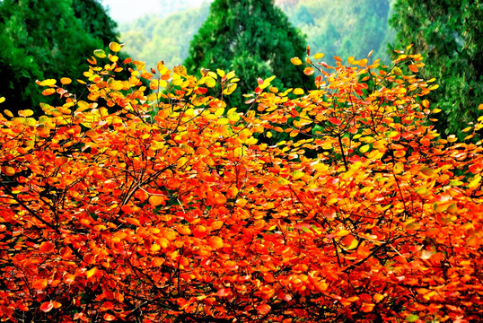 秋日红栌树叶