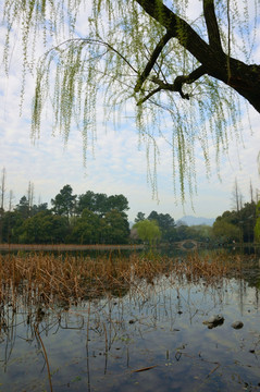 曲院风荷 西湖