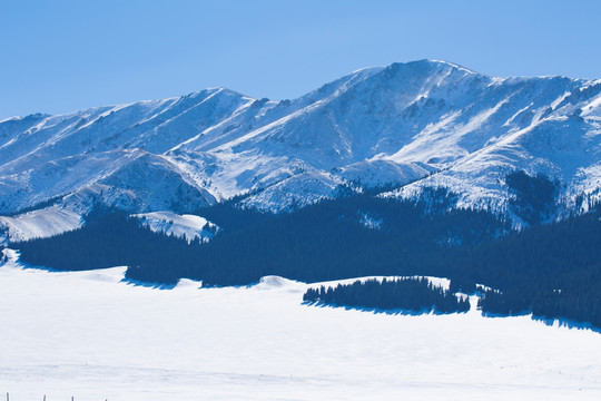 原始森林  天山