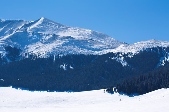 天山雪景 森林