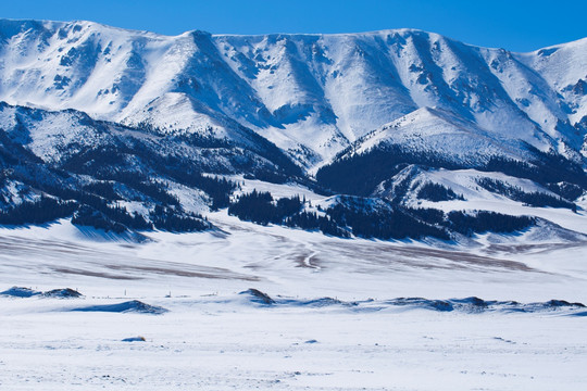 森林 雪景