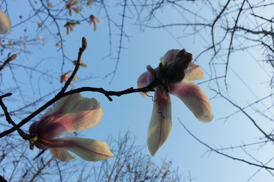 紫玉兰花 玉兰 花卉 花开 微