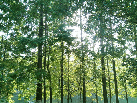 清新绿色树林照片