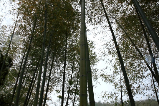 江苏 宜兴 户外 竹海风景区