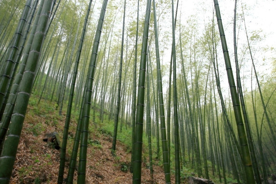 江苏 宜兴 户外 竹海风景区