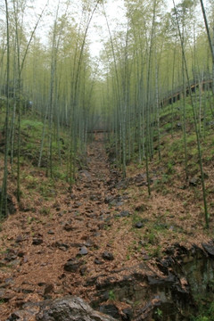 江苏 宜兴 户外 竹海风景区