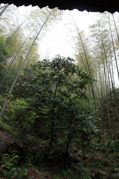 江苏 宜兴 户外 竹海风景区