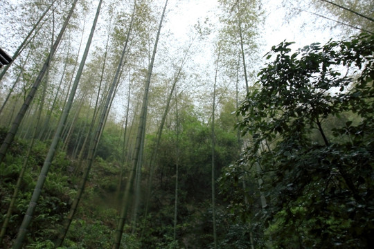 江苏 宜兴 户外 竹海风景区