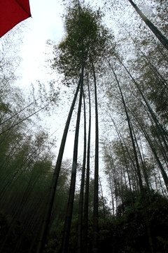 江苏 宜兴 户外 竹海风景区