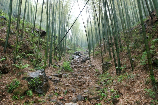 江苏 宜兴 户外 竹海风景区