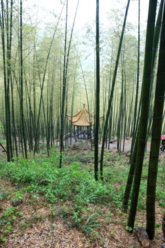 江苏 宜兴 户外 竹海风景区