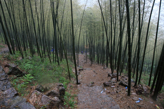 江苏 宜兴 户外 竹海风景区