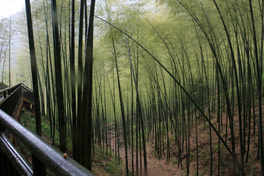 江苏 宜兴 户外 竹海风景区