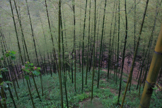 江苏 宜兴 户外 竹海风景区