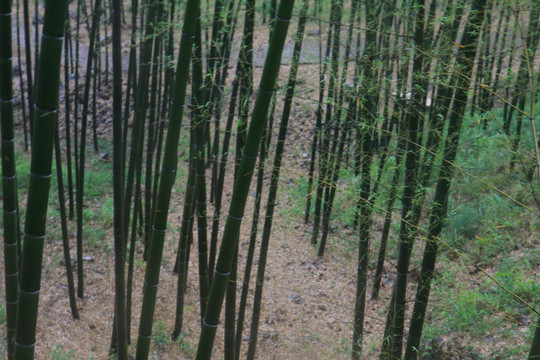 江苏 宜兴 户外 竹海风景区