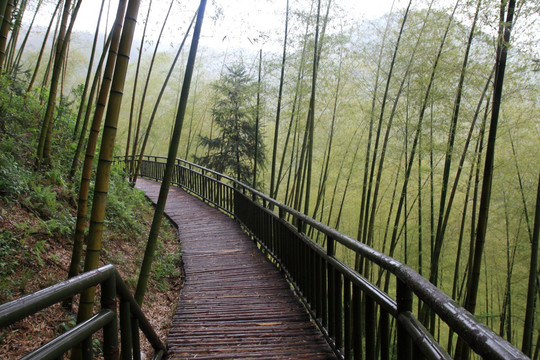 江苏 宜兴 户外 竹海风景区