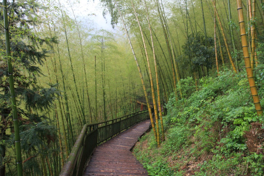 江苏 宜兴 户外 竹海风景区